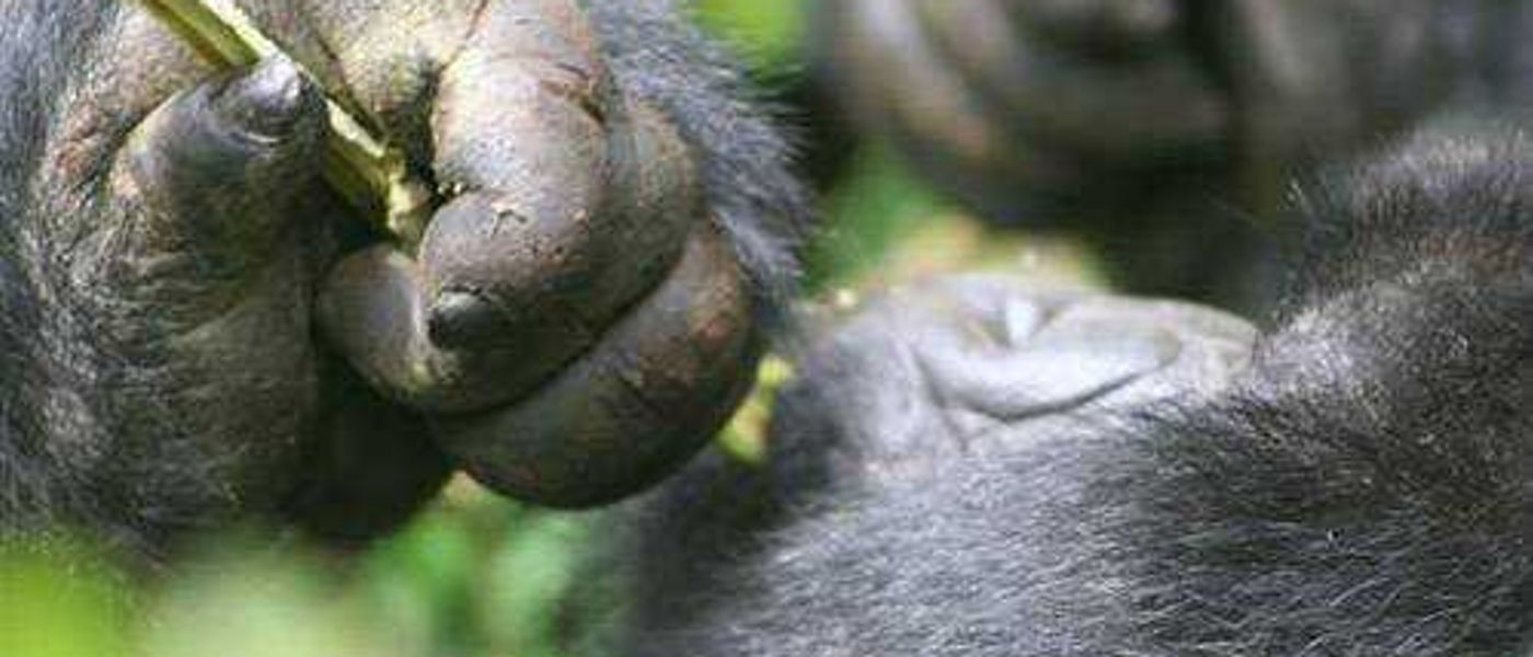 Gorillas in the Mist: PART 2