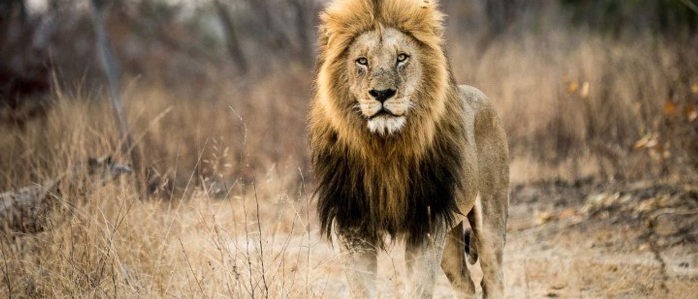 Welcome To The World Of Big Cats