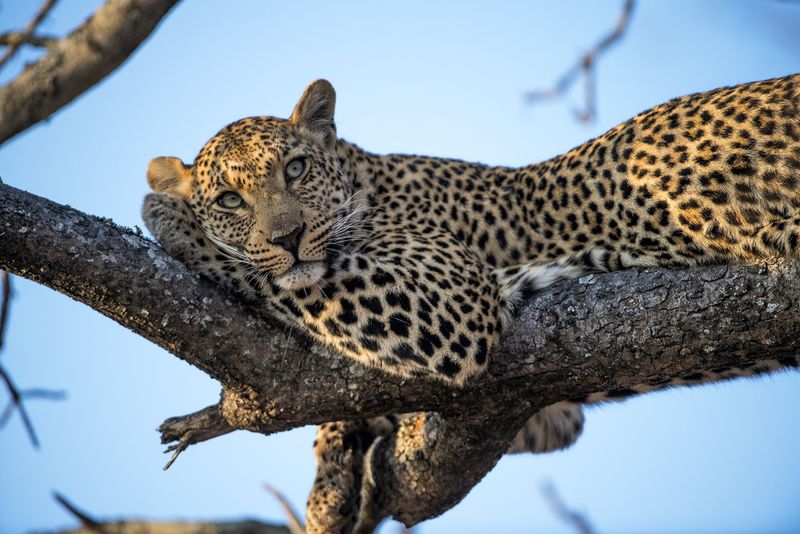 animaux d'afrique : léopard perché dans un arbre
