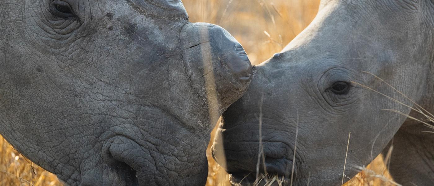 Rhino Renaissance: Eine Erfolgsgeschichte des modernen Nashornschutzes