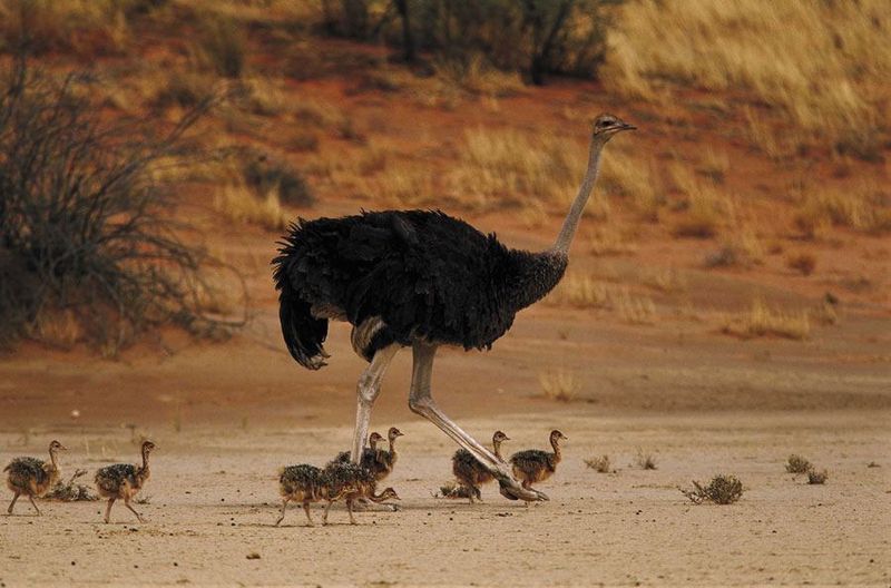 Oudtshoorn is all about the ostriches