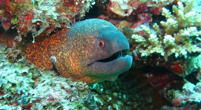Schnorcheln und Tauchen in Sansibar: Eine Muräne guckt aus einem bunten Korallenriff hervor