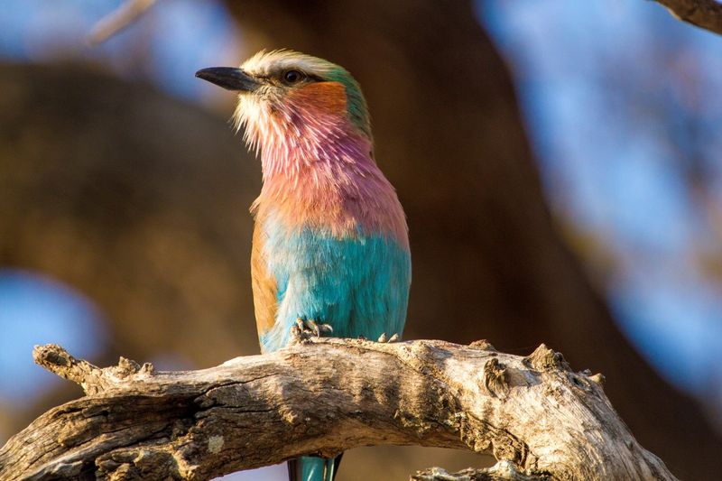 A lilabreasted roller near the Chitwa Chitwa Game Lodge