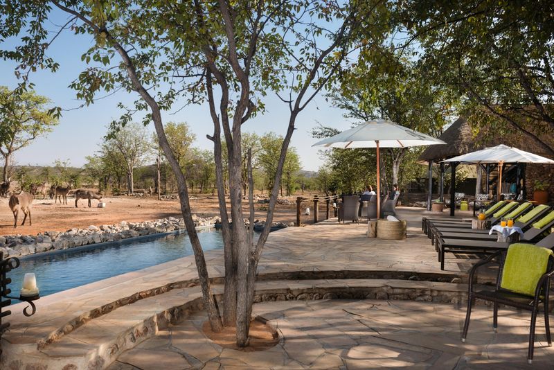 Sun loungers and a narrow pool overlook a clearing where kudu graze freely