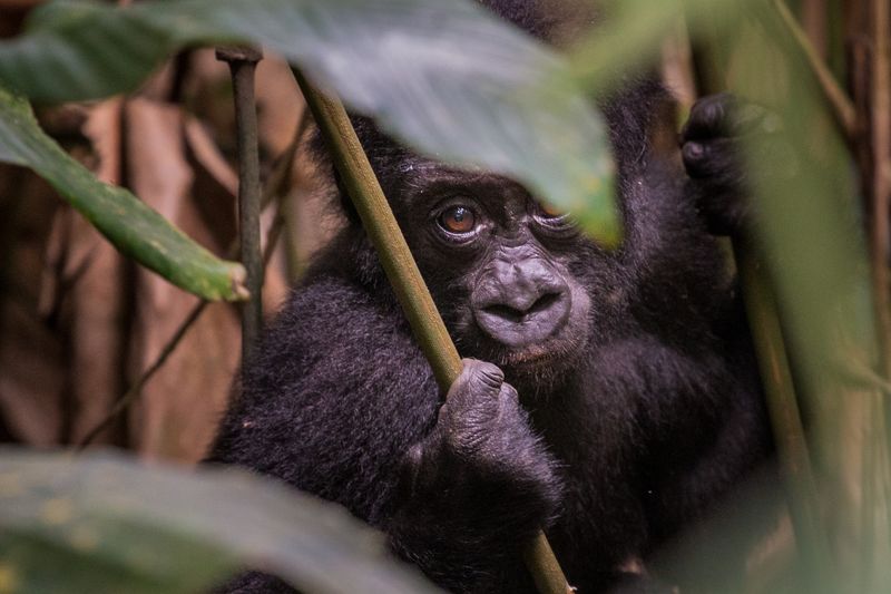 Close-up of a gorilla in Congo at Ngaga Lodge