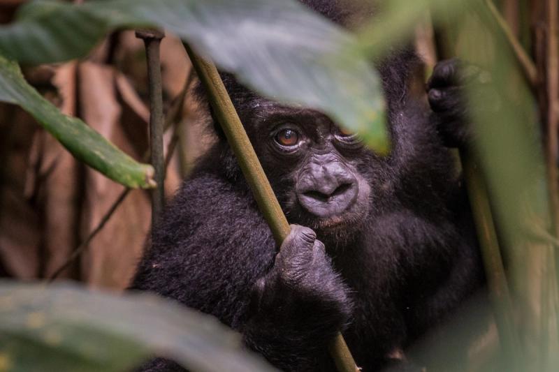 Close-up of a gorilla in Congo at Ngaga Lodge