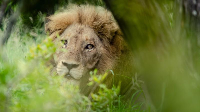 A male lion rests in the shade, watching through a screen of soft green vegetation near one of the new luxury safari lodges 2026.