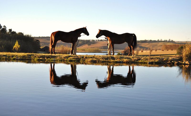 Horses and their reflections in a dam/lake in KwaZulu Natal, South Africa
