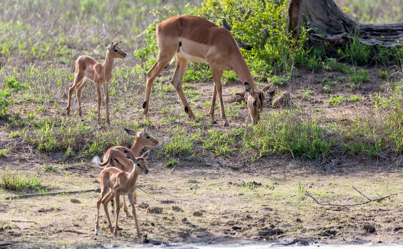 A mother impala grazes while her newborns stand alert in Kruger’s summer greenery, the best time to visit Kruger for baby wildlife.