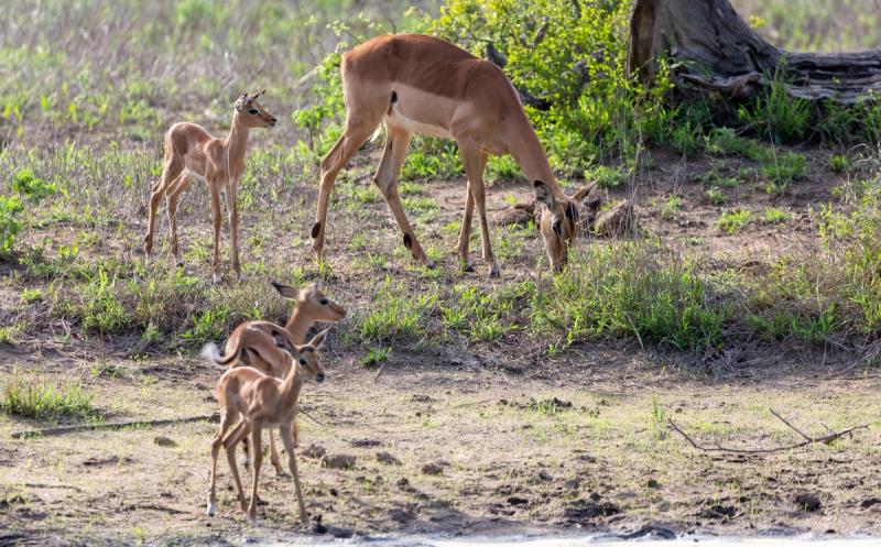 A mother impala grazes while her newborns stand alert in Kruger’s summer greenery, the best time to visit Kruger for baby wildlife.