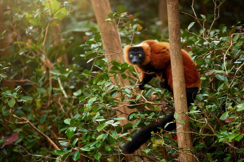 Red Ruffed Lemur on a branch in a native rainforest