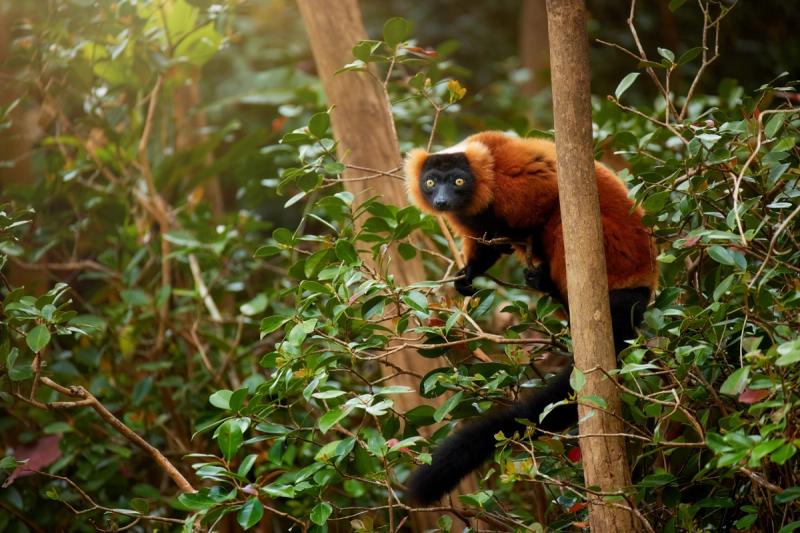 Red Ruffed Lemur on a branch in a native rainforest
