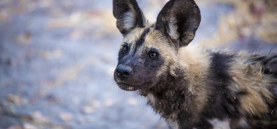 The Impact of Covid-19 on Wildlife Conservation in Africa