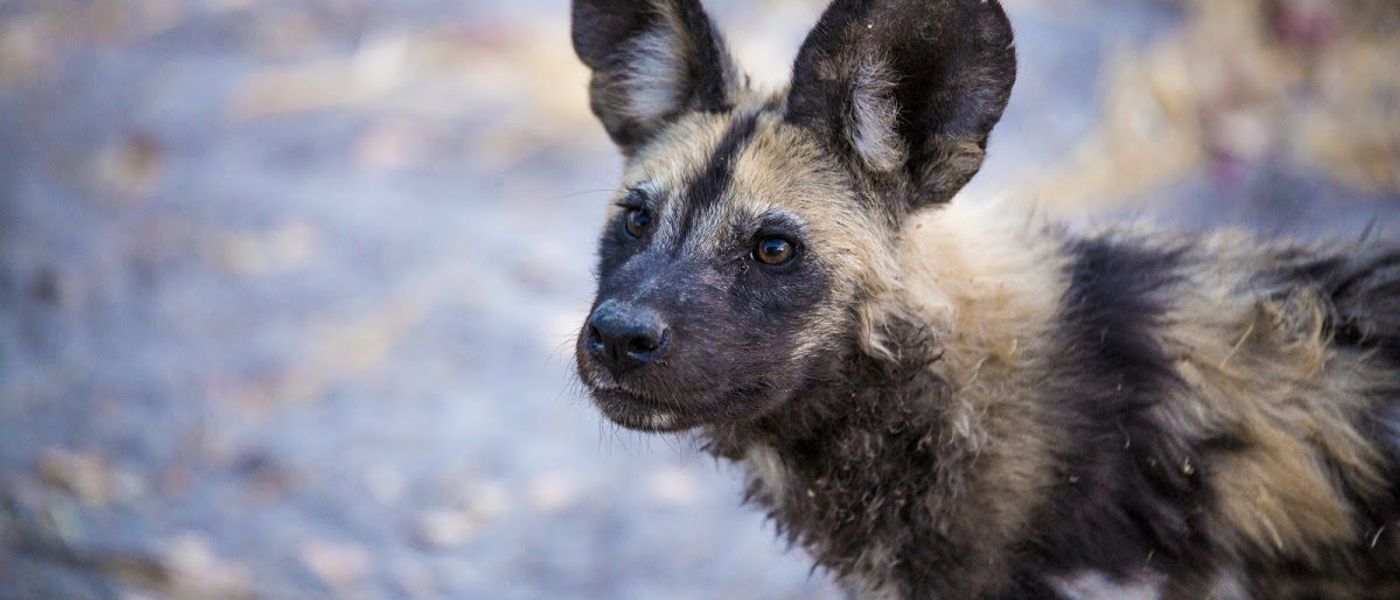 The Impact of Covid-19 on Wildlife Conservation in Africa