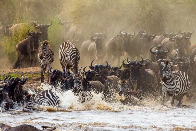 zebras and wildebeests are crossing Mara river
