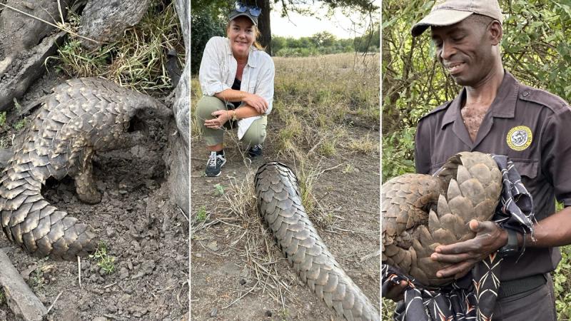 A pangolin is handled, monitored, and released by its carers during a Gorongosa safari.