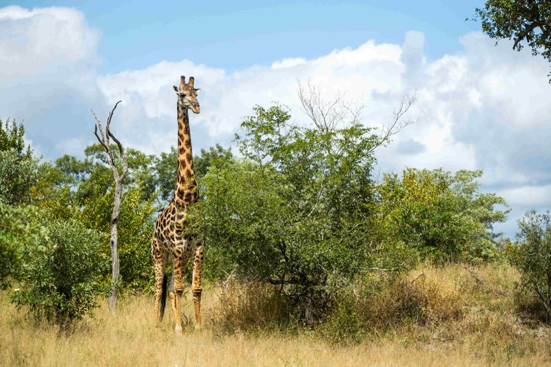 Exciting wildlife encounters in the Kruger National Park