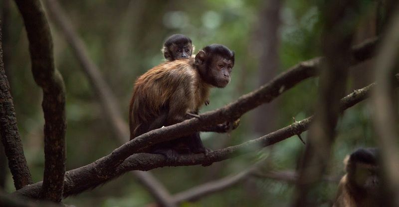 Monkey baby on mothers back