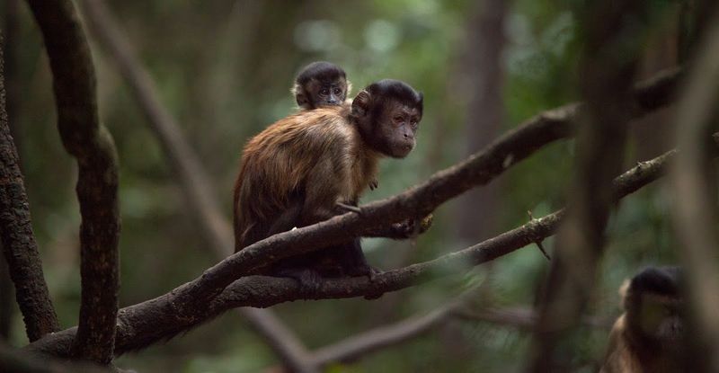 Monkey baby on mothers back