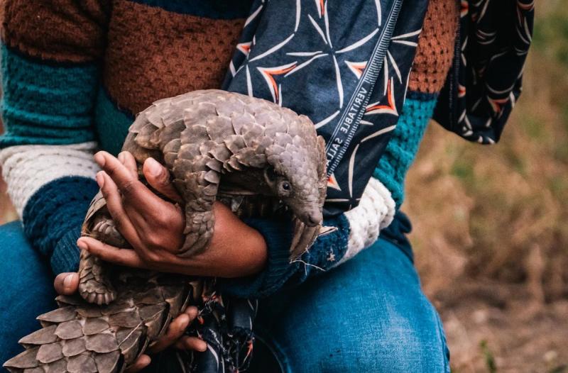 A rescued pangolin is gently cradled in human hands during conservation work in Gorongosa