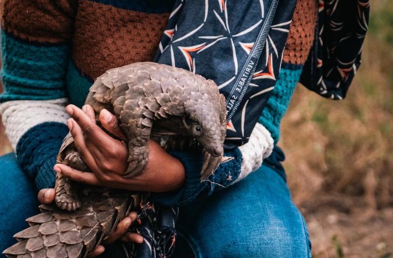 A rescued pangolin is gently cradled in human hands during conservation work in Gorongosa