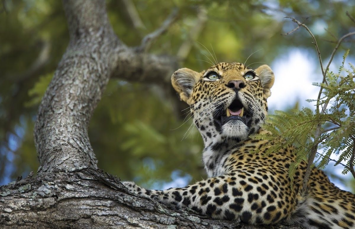 Eine faszinierende Geschichte: Londolozi und seine Leoparden