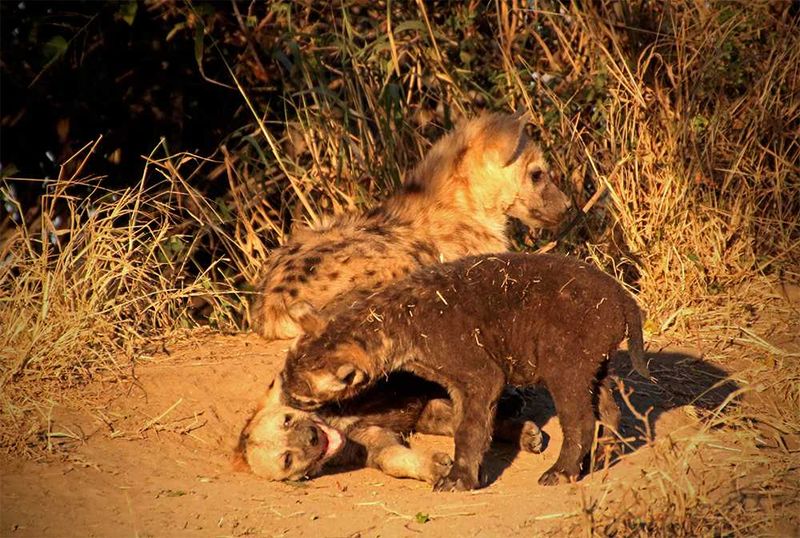 Africa's Wild 3