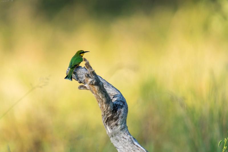 Vogelbeobachtung ist eine der zahlreichen Aktivitäten, die Ihre Safari im Krüger Nationalpark zu etwas Besonderem machen