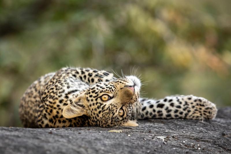 A leopard lounges on a rock in full view, making the most of South Africa’s safari seasons in classic Greater Kruger style.