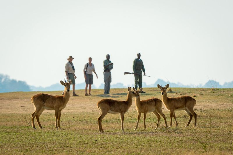 A small group of four antelopes stands alert in the golden grass, while behind them, two safari-goers and their armed guides walk through the open African wilderness.