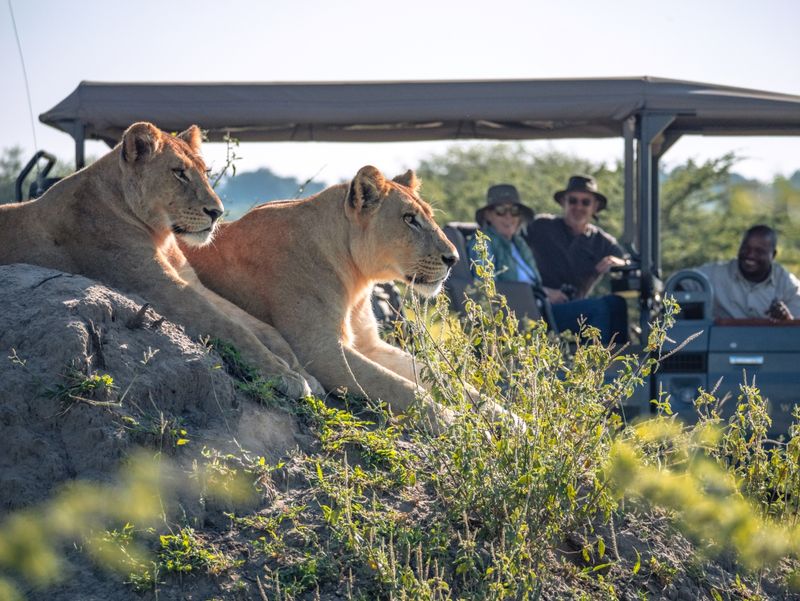 Two lionesses rest on a mound, closely watched by smiling safari tourists in an open safari vehicle nearby