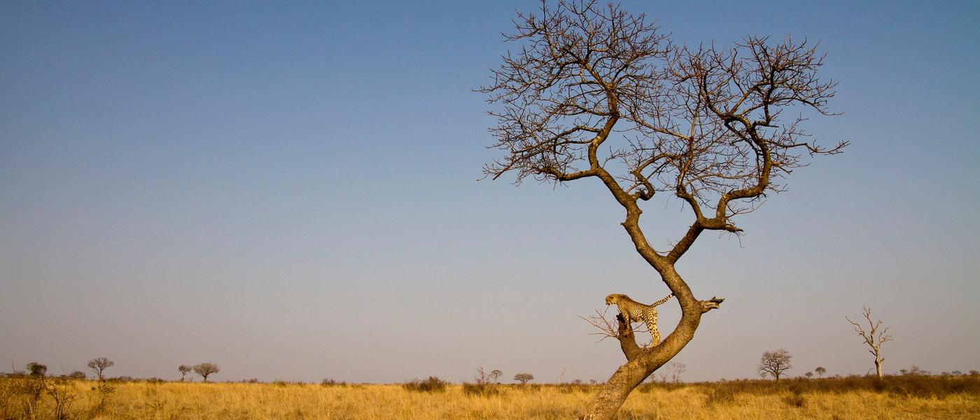 Wilder Winter in Londolozi | Geheimtipp für den Juli