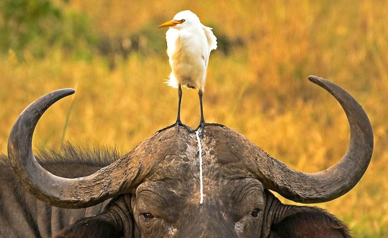 A white bird perches unapologetically on a buffalo's head, mid-defecation, in a perfectly awkward moment that proves the best time to visit Kenya doesn’t always look glamorous – but it’s never boring.
