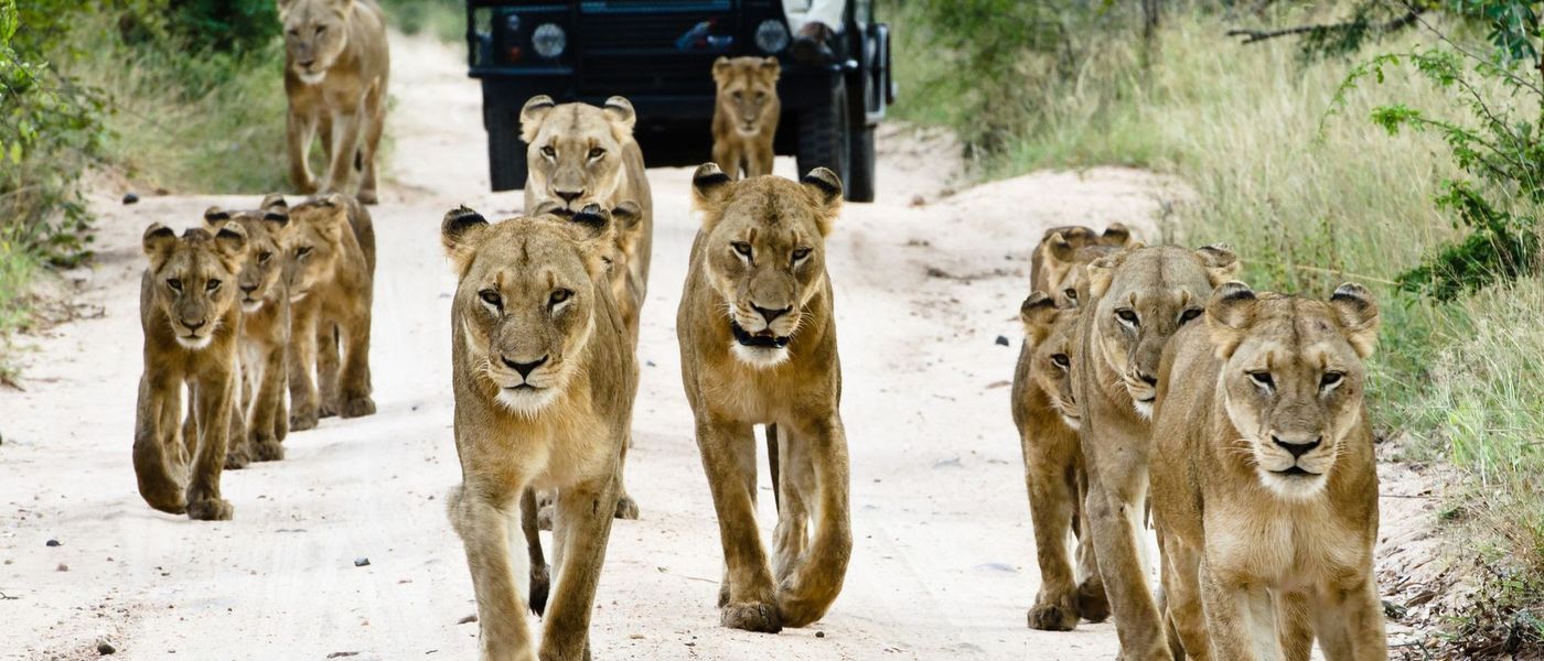 Safari en famille à Sabi Sand | Top 5 des lodges safari