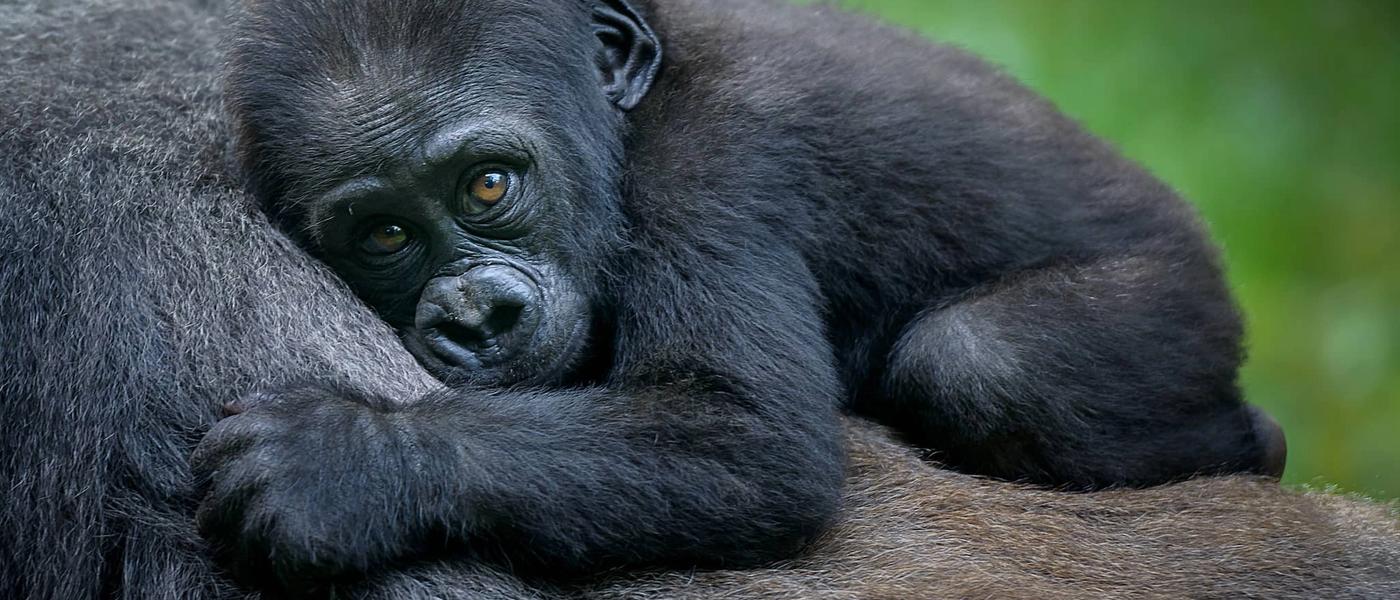 Abenteuer in Ostafrika (1): Uganda
