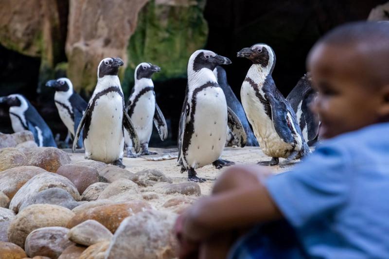 A child watches African penguins up close among rocks and sand, revealing how the best destinations for kids combine wildlife wonder with seaside charm.