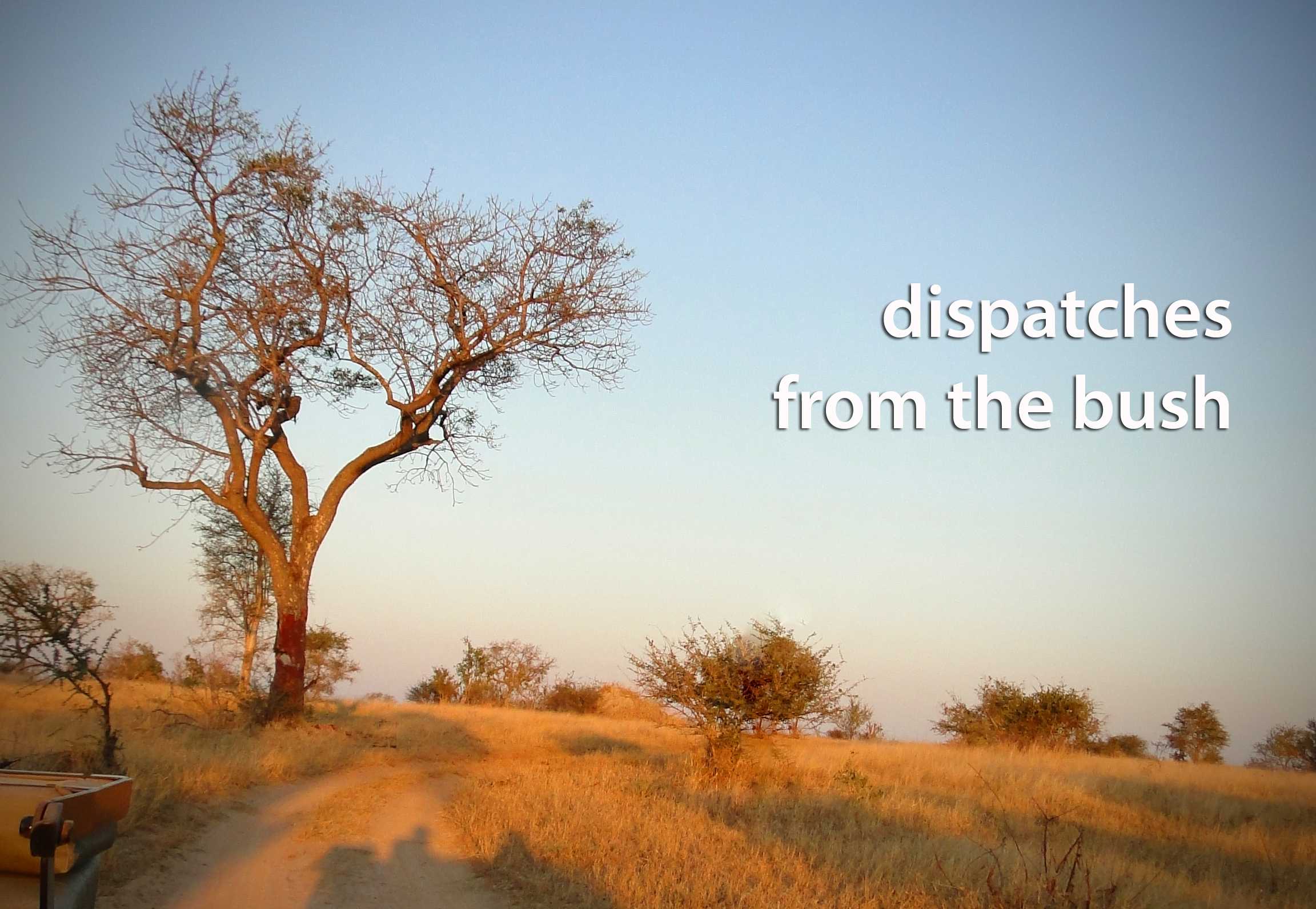 Snapshots From The Bush - Londolozi Private Game Reserve