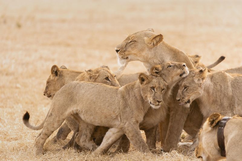 A pride of lionesses and cubs huddle together on the dry grasslands of Africa during the safari season
