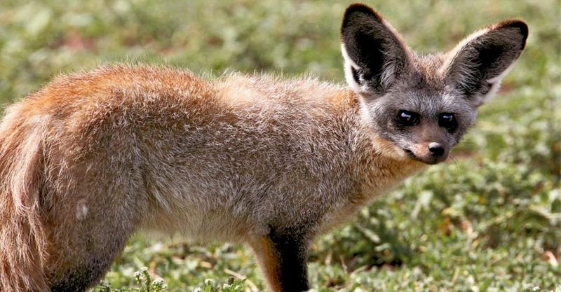 Solo bat-eared fox in Tanzania