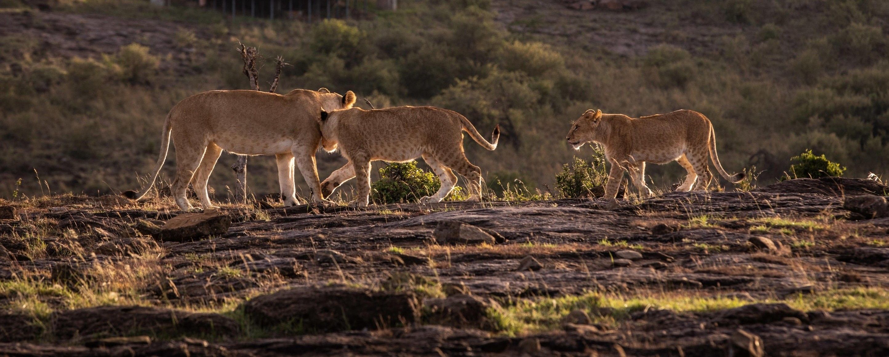 Safari in October: Why This Shoulder Month Steals the Show