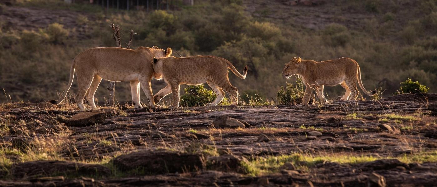 Safari in October: Why This Shoulder Month Steals the Show