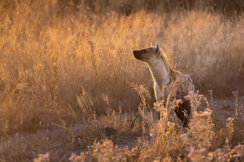 A lone hyena stands alert in golden grass
