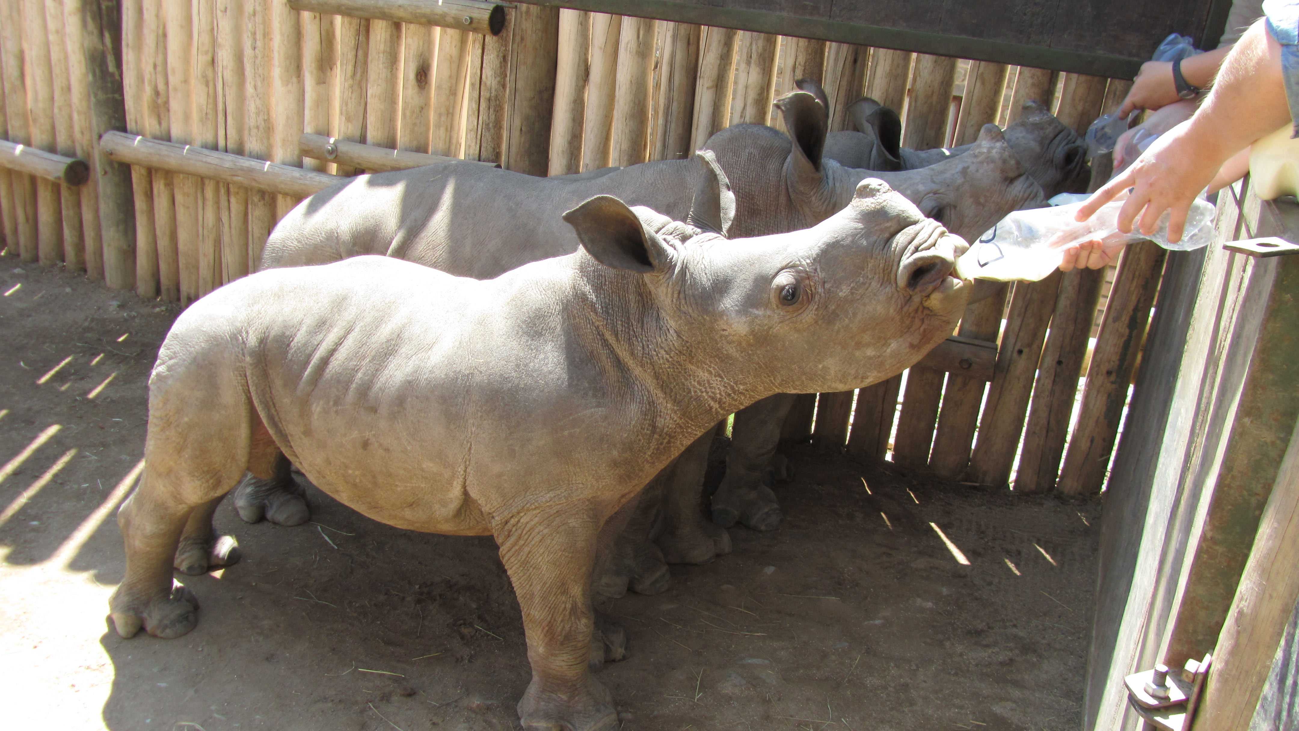Meet Don: A New Addition To Our Rhino Africa Family