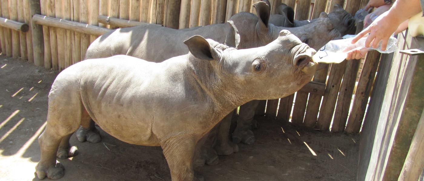 Meet Don: A New Addition To Our Rhino Africa Family