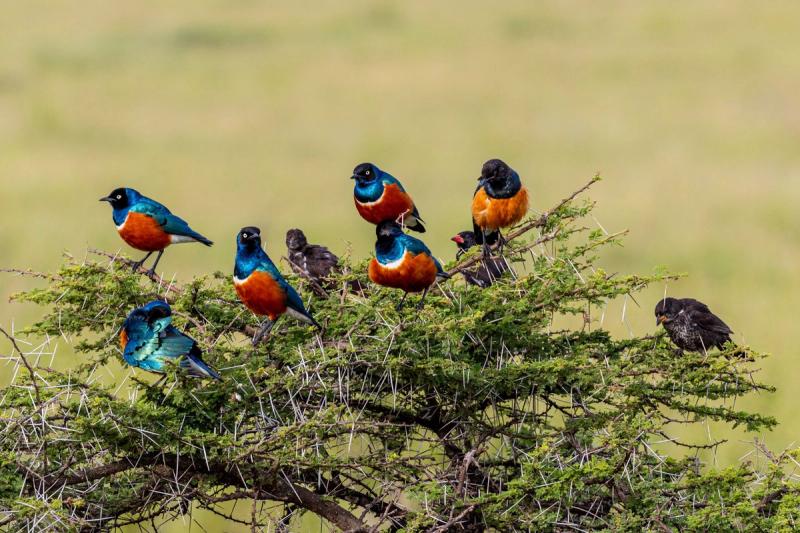 The superb starling is one of East Africa's most recognisable and vibrant birds