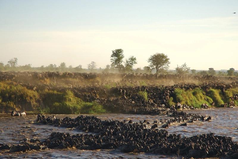 A massive herd of wildebeest crosses a river in a dramatic display of the Great Migration, with dust rising from the densely packed animals on the riverbanks