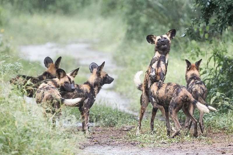 A pack of painted wolves interacts playfully on a rain-dampened track, reflecting the strengthening social bonds made possible by the impact in Gorongosa.