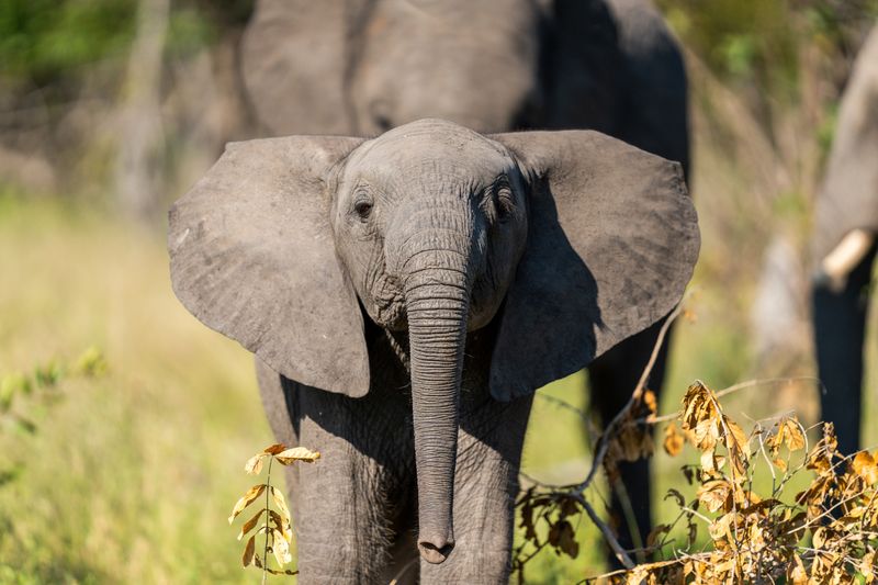 A baby elephant flares its ears and curiously faces the camera, a reminder that the best time to visit Kruger depends on what you seek.