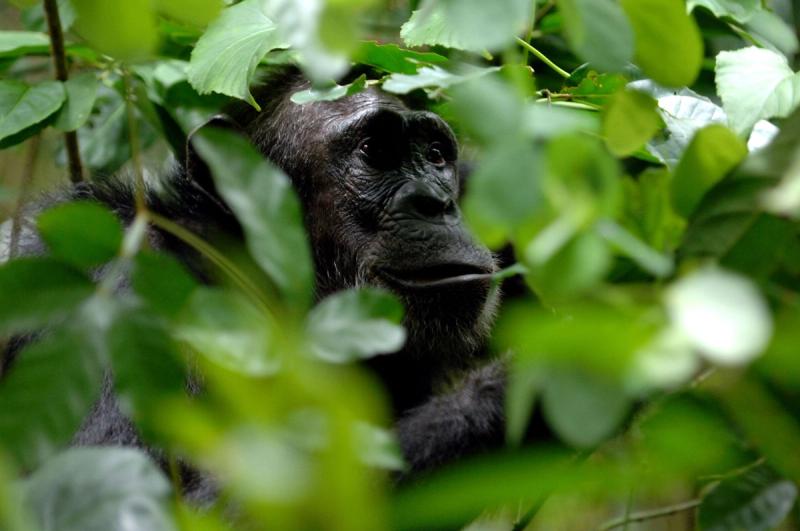 Chimp in the green rainforest in Africa