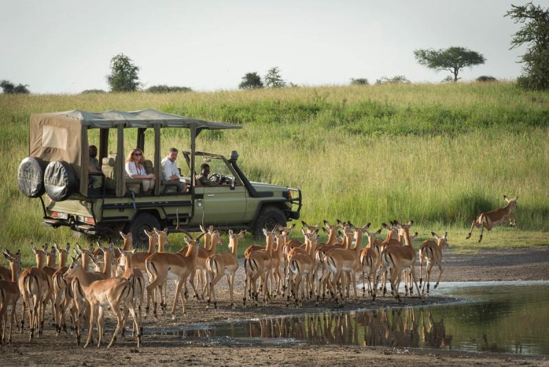 A safari vehicle with guests watches a herd of impalas at a waterhole in the savannah, with one impala leaping in the background.